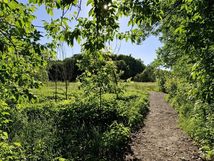 Ecotrail Pulkovo Heights - My, Saint Petersburg, Nature, Summer, The photo