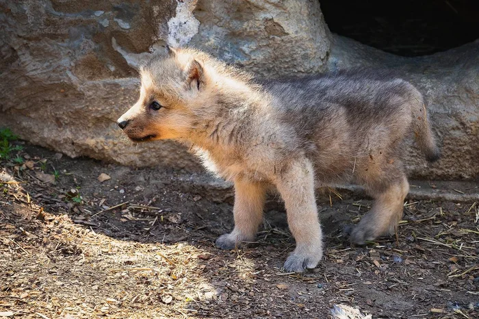 Little wolf - Cubs, Wolf, The photo, Zoo, Roev Creek, Krasnoyarsk, Predatory animals, Canines, Wild animals, Milota, Telegram (link), Longpost