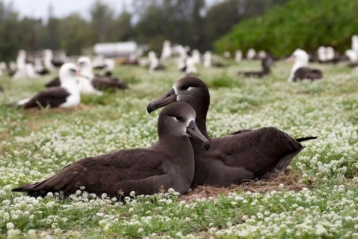 Black-footed albatrosses - Albatross, Birds, Wild animals, wildlife, Hawaii, The photo