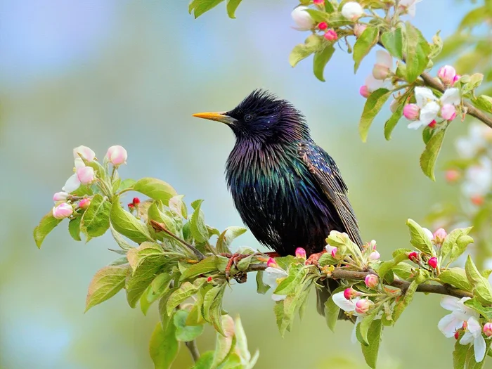Feathered handsome man - Starling, Passeriformes, Songbirds, The photo, Birds, Spring