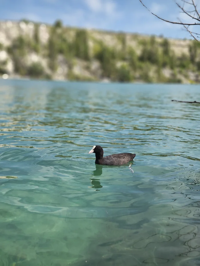 Water chicken - My, Crimea, Career, Marble quarry, Coot, Lake, Rocky, Longpost, Video, Vertical video