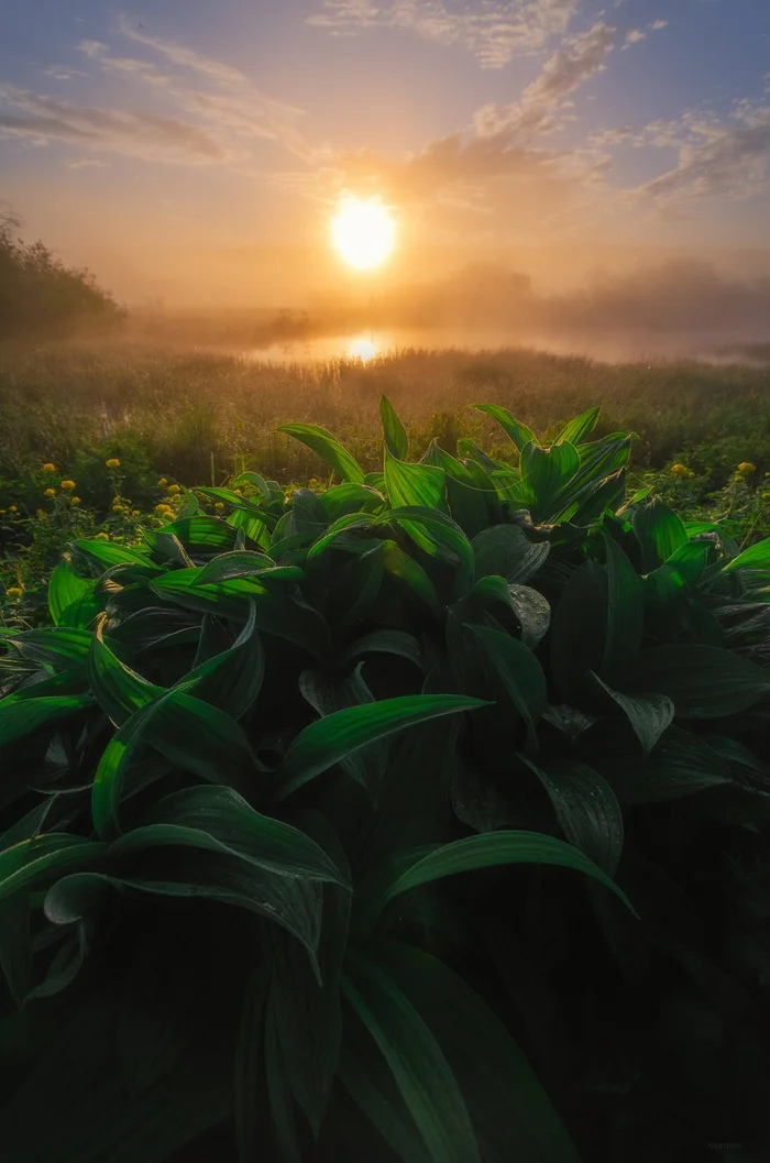 Hellebore woke up - Plants, The photo, Poisonous plants, Komi, Hellebore