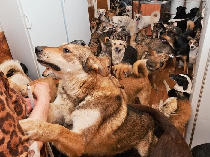 The man kept a bunch of dogs in his apartment for years. The neighbors only got the animals evicted through the courts. - My, Court, Law, Dog, Pets, Dog lovers, Management Company, Claim, Longpost