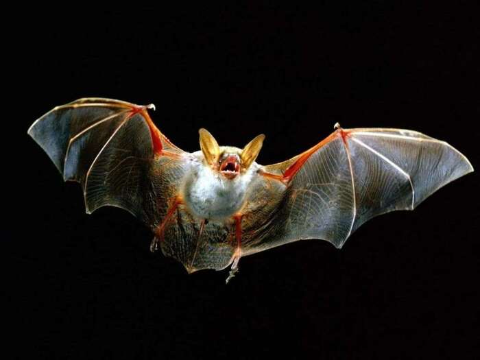 There are fewer bats in Donbass - Biology, Scientists, Donbass, Bat, Politics