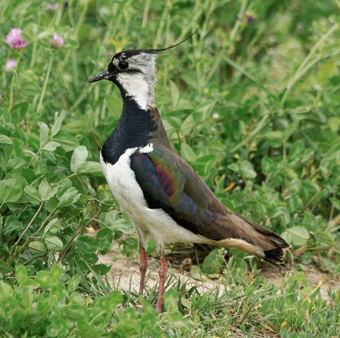 Waiting in the grass - My, The nature of Russia, Photo hunting, Ornithology, Birds, Nature, Summer, Schelkovo, wildlife, Hobby, Ornithology League, Bird watching