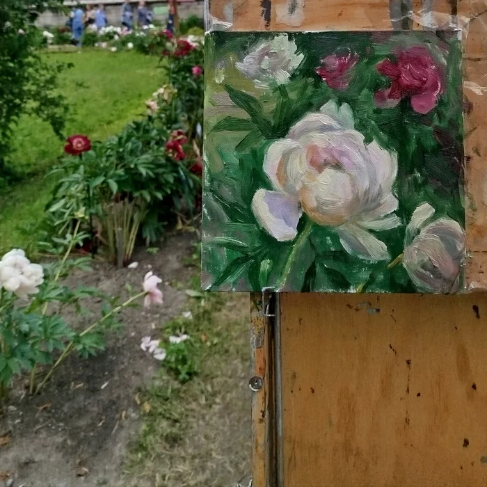 The time of peonies and the time of sketches continues - My, Etude, Art, Painting, Peonies, Flowers, Painting