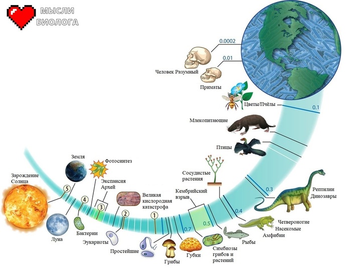 Основные этапы развития жизни на Земле