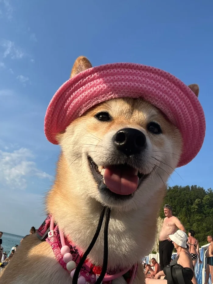 It's hot, June... A smiling dog for your mood) - My, Camping, Dog, Smile