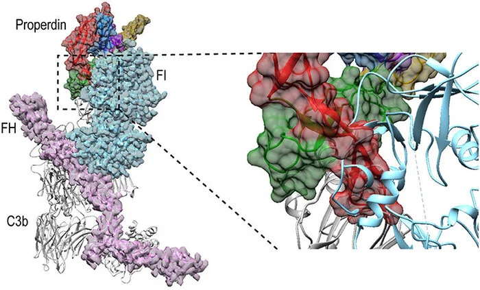 Immune system protein with a very funny name - My, Biology, Immunity, Biochemistry, Nauchpop