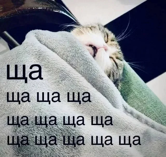 Start of the week 6.00 - Humor, Picture with text, Morning, cat