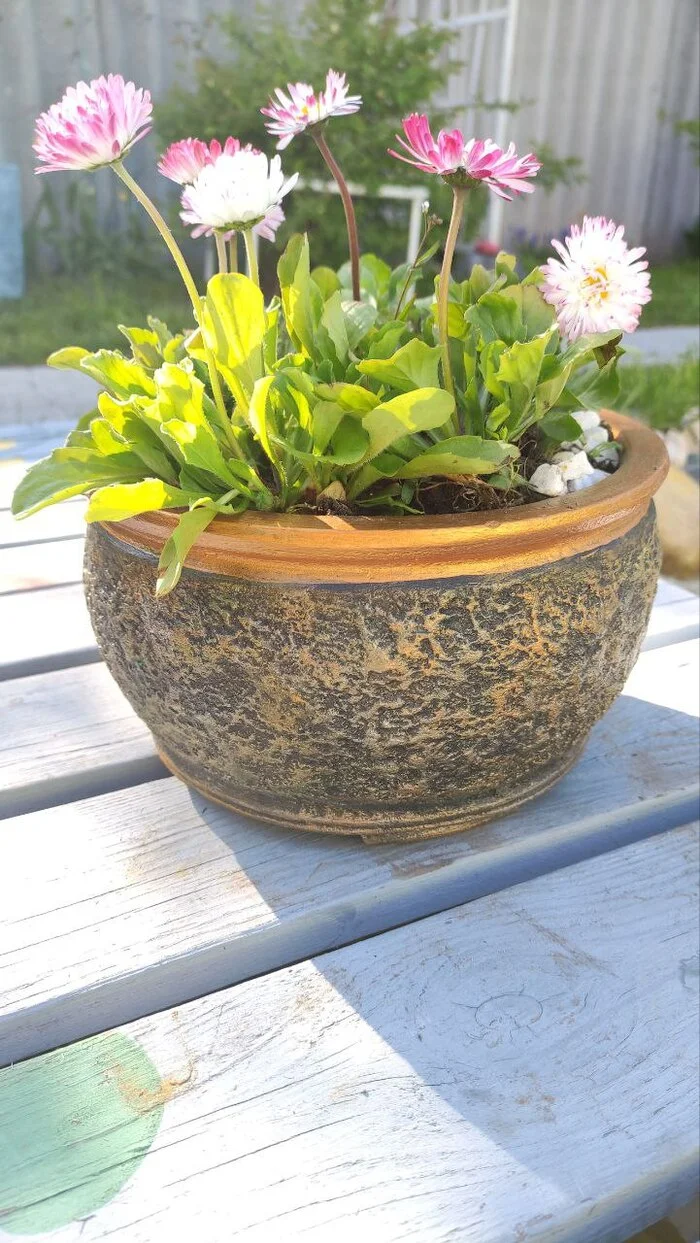 A little gold for your feed - Decor, Flowers, Design, Plant pot, Concrete products, Concrete, Architectural concrete, Art concrete, Flower pot, Dacha, Interior, Exterior, Crafts, Furniture, Telegram (link), Longpost