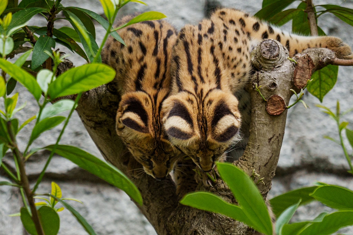 Что-то опасное