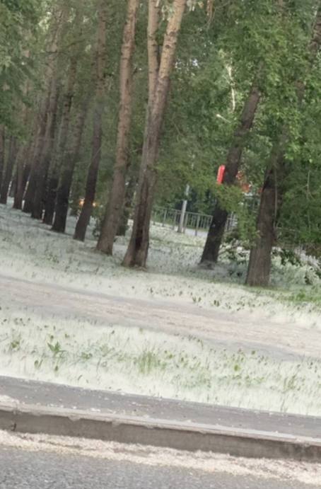 В Тюмени апокалипсис: город накрыл тополиный пух - Новости, Тюмень, Тополиный пух, Тополь