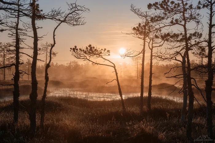 Dawn on the swamp - My, The photo, Morning, dawn, The sun, Sunrise, Fog, Swamp, Sun rays
