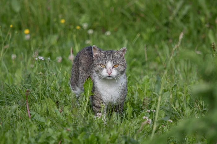 Severe village cat - My, The photo, Nikon, The nature of Russia, cat, Grass, Summer