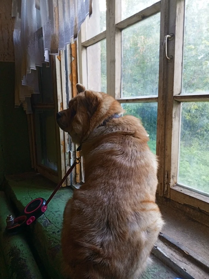 This is such a shitty summer... - My, Dog, Window