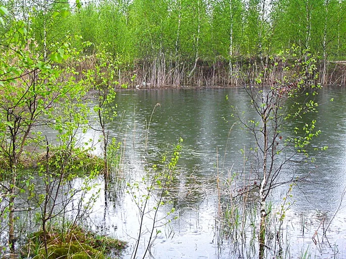 Spring pond during rain - My, The photo, Walk, Landscape, Spring, Pond, Rain, Nature