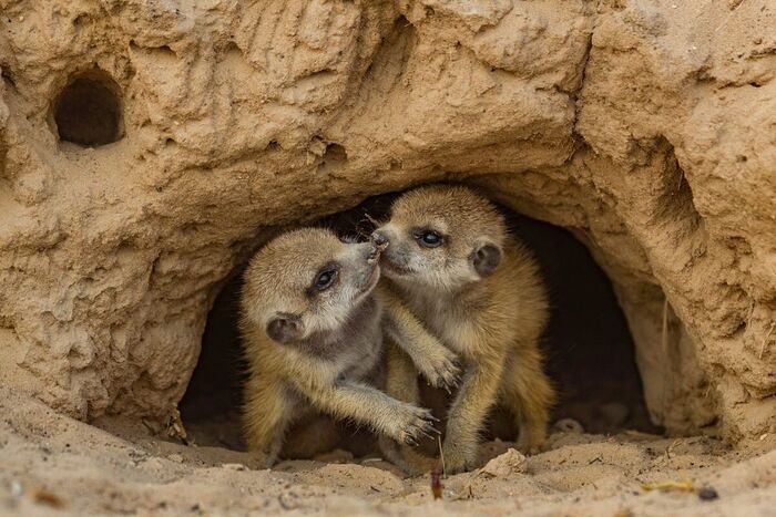 Meerkats - Meerkat, Young, Predatory animals, Wild animals, wildlife, South Africa, The photo