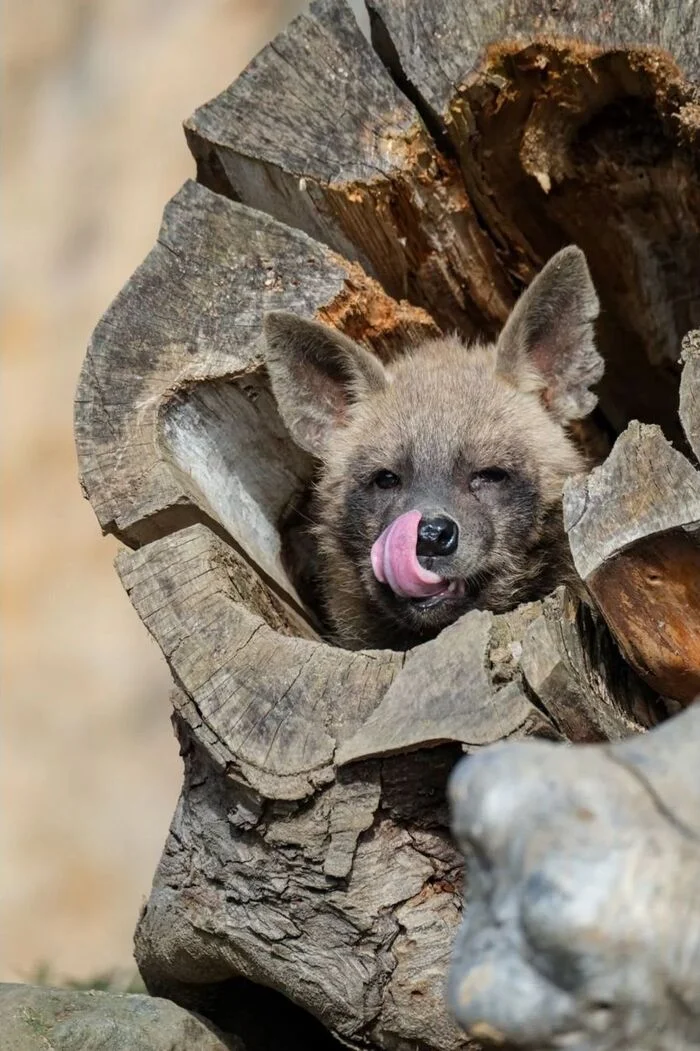 Who lives in a hollow? - Brown hyena, Hyena, Predatory animals, Wild animals, Zoo, Log, The photo, Longpost
