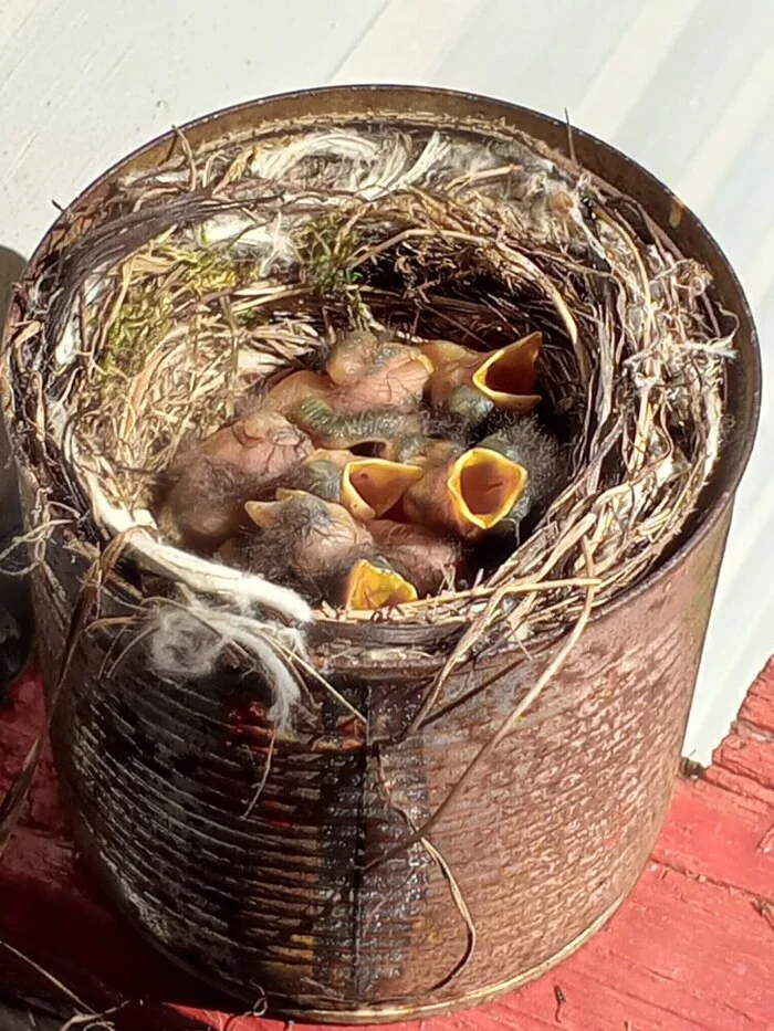 The birds gave a fuck - My, Birds, wildlife, Longpost, Need advice, Mat, Nest, Chick, Ashtray