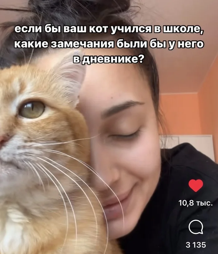 If the cat was at school, what comments would he have in his diary? - Humor, Comments, Instagram, cat, School, Screenshot, Instagram (link), Longpost