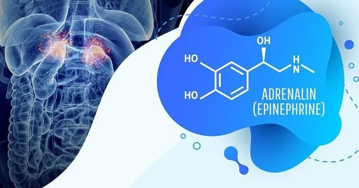 Как снизить уровень адреналина в крови? - ЗОЖ, Здоровье, Эзотерика, Адреналин, Саморазвитие