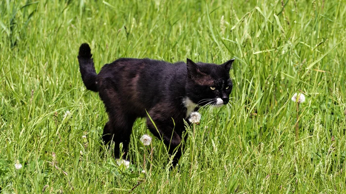 On soft paws - My, The photo, Canon, Street photography, City walk, cat, Black cat, Dandelion, Summer