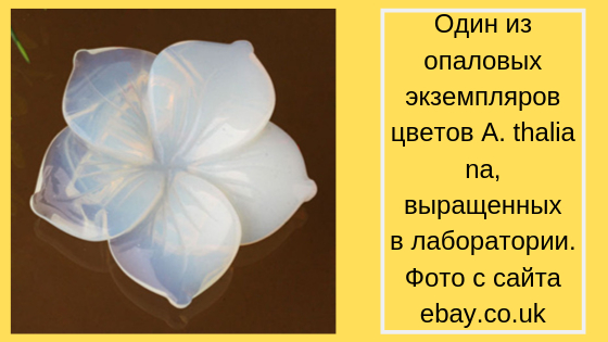 Каменный цветок - Биология, Химия, Ученые, Яндекс Дзен (ссылка), Длиннопост