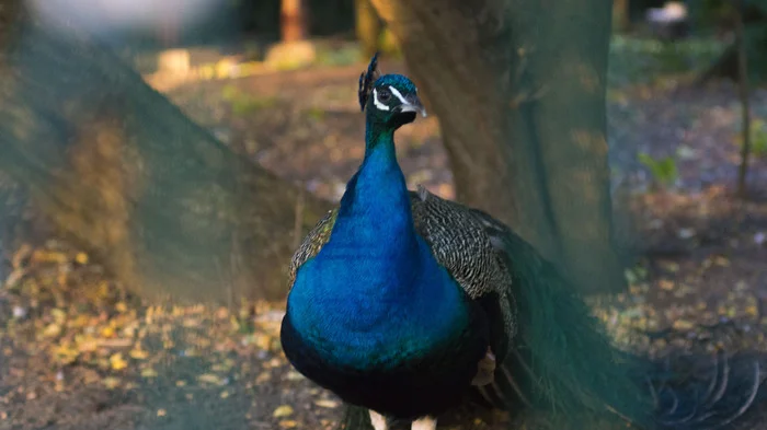 Indian peacock - My, The photo, Birds, Peacock