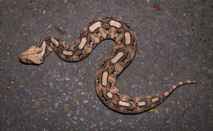 Я не толстая! Просто у меня чешуя широкая! Обратите внимание, какая шикарная маскировка. Обнаружить такую змею в жухлых листьях леса — невозможная задача.