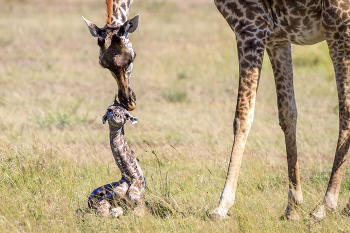 Новорождённый жираф прочно встаёт на ноги уже через 3-5 часов после рождения. А ведь во время родов он падает с двухметровой высоты!