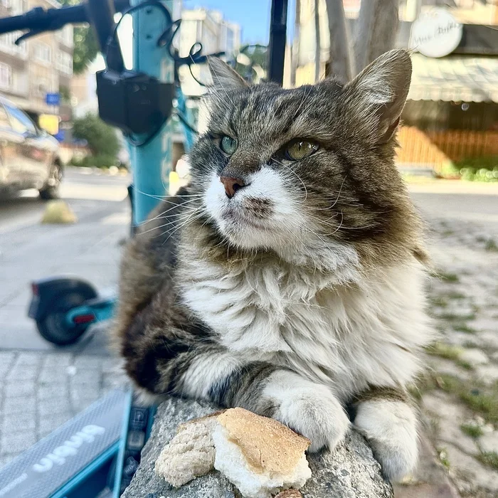 KEtstantinople - My, Istanbul, Turkey, Travels, Bosphorus, Mobile photography, Photographer, The photo, iPhone, cat, Kittens, Pet the cat, Fat cats, Milota, Cat family, Tricolor cat, Istiklal Istanbul, Fluffy, Town, City walk, Longpost