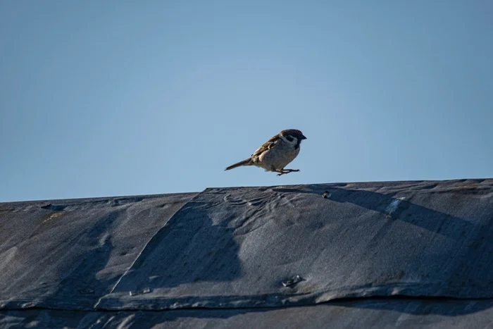 Levitates - My, The photo, Nikon, The nature of Russia, Birds, Sparrow, Bird watching, Photo hunting, Ornithology, Ornithology League, In the animal world