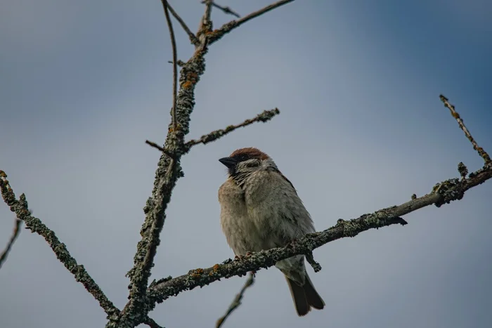 Fluffy ball - My, The photo, Nikon, The nature of Russia, Birds, Sparrow, Ornithology, Bird watching, Photo hunting, Ornithology League