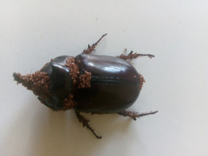 Это не заразно для людей и животных?