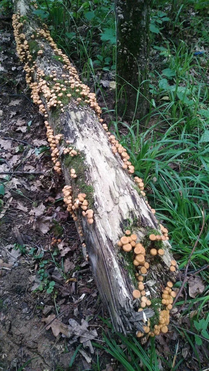 Honey mushrooms let's go! - My, Mushrooms, Honey mushrooms, The nature of Russia, Bitsevsky Park, Mobile photography, Longpost