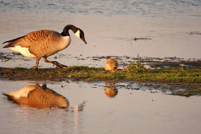 Canada goose and its baby, two days old - My, The photo, Netherlands (Holland), Nature, Birds, Гусь