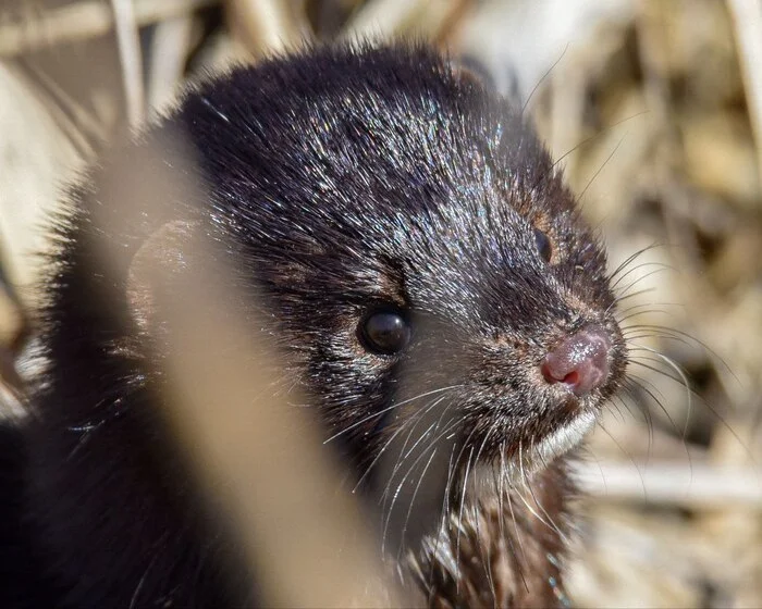 Mink - Nature, Краснодарский Край, Animals, The photo, Longpost, Mink, Cunyi, Predatory animals