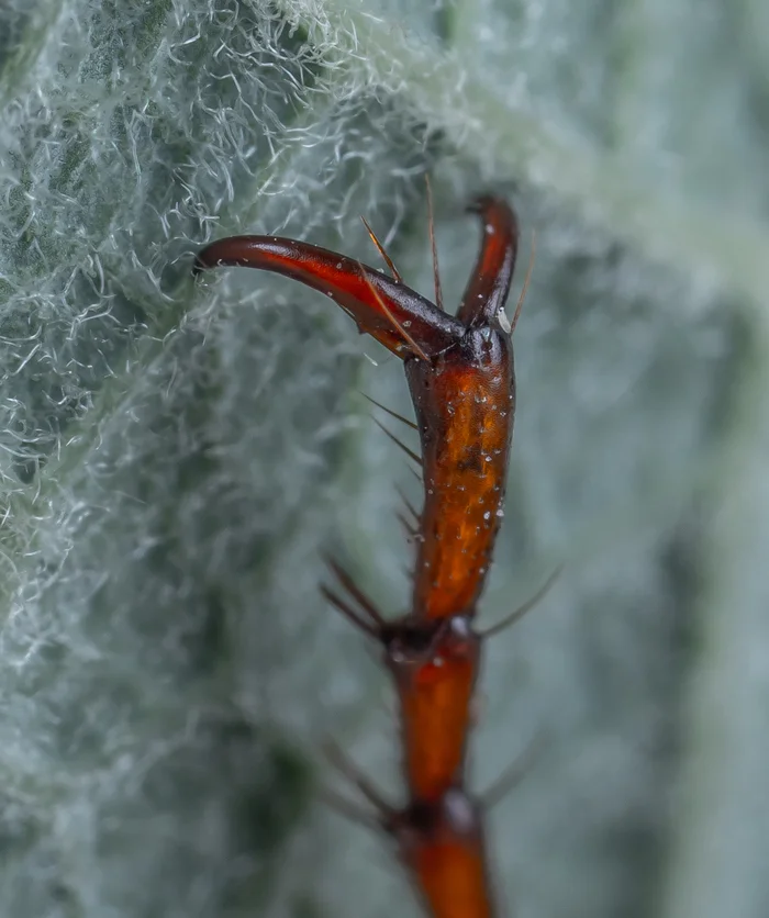 The tip of the cockchafer's foot - My, Macro photography, Mp-e 65 mm, Invertebrates, Chafer