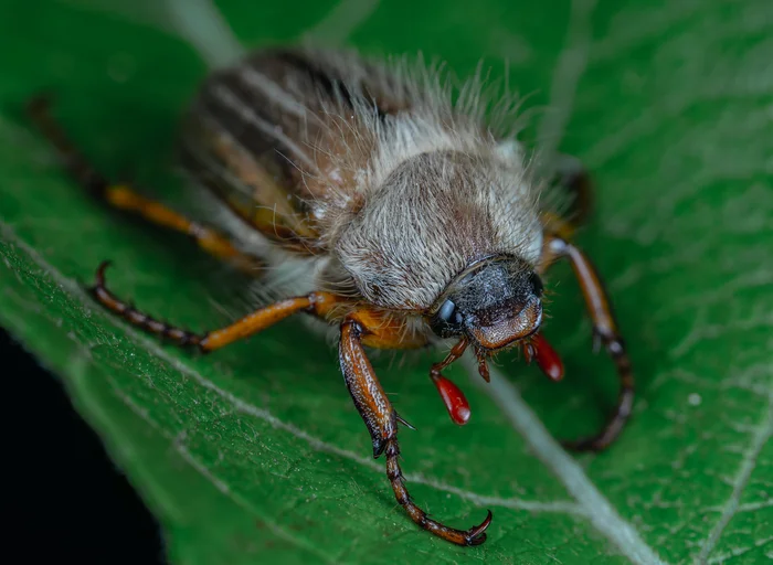 The tip of the cockchafer's foot - My, Macro photography, Mp-e 65 mm, Invertebrates, Chafer