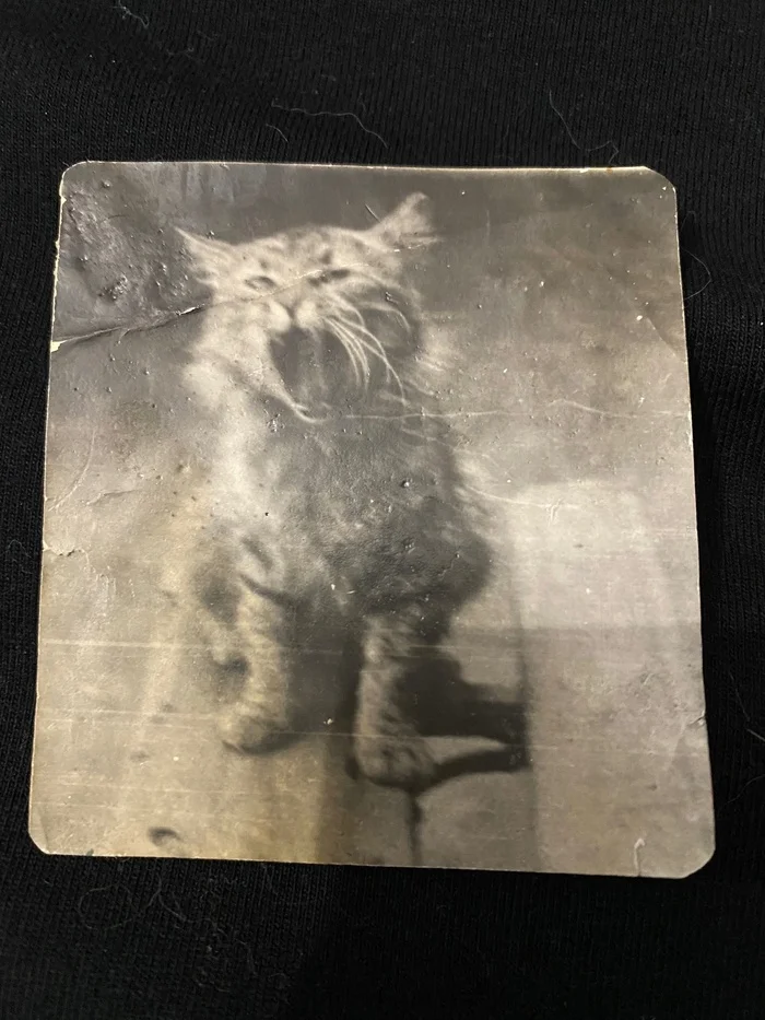 Vaska, 1939 - My, cat, Old photo, 1939, Longpost