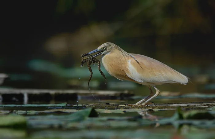 Some are just lucky and some are not. - Heron, Birds, The photo, Mining, Frogs