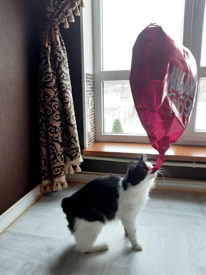 Хвоста нет, все как положено по породе)