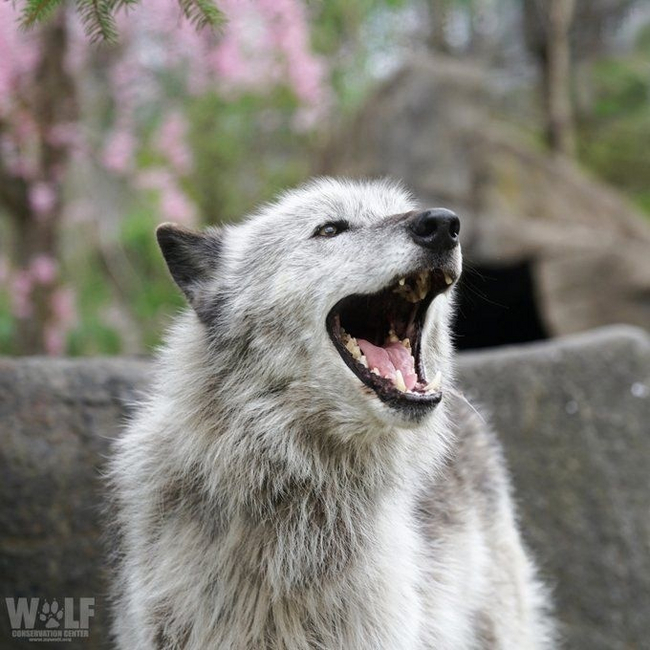 Wolf facial expressions - Wolf, Animals, Emotions, Facial expressions, Milota, The photo, Longpost, Canines