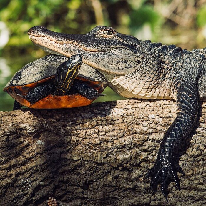 Pillow - Crocodiles, Turtle, Reptiles, Wild animals, wildlife, North America, The photo