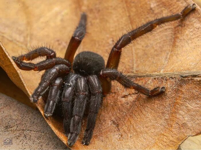 Selenocosmia javanensis.