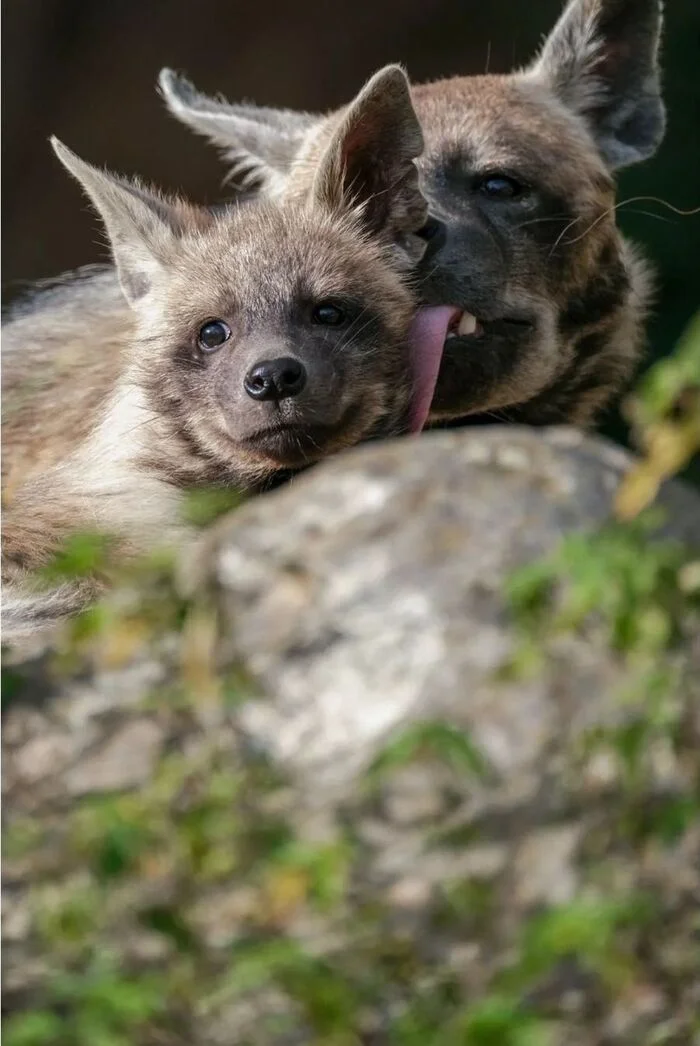 Tenderness - Hyena, Striped hyena, Predatory animals, Wild animals, Zoo, Lick, The photo