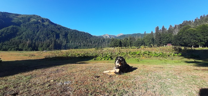 Местная пастушья собака, провожала нас по горам и вернулась с нами в лагерь