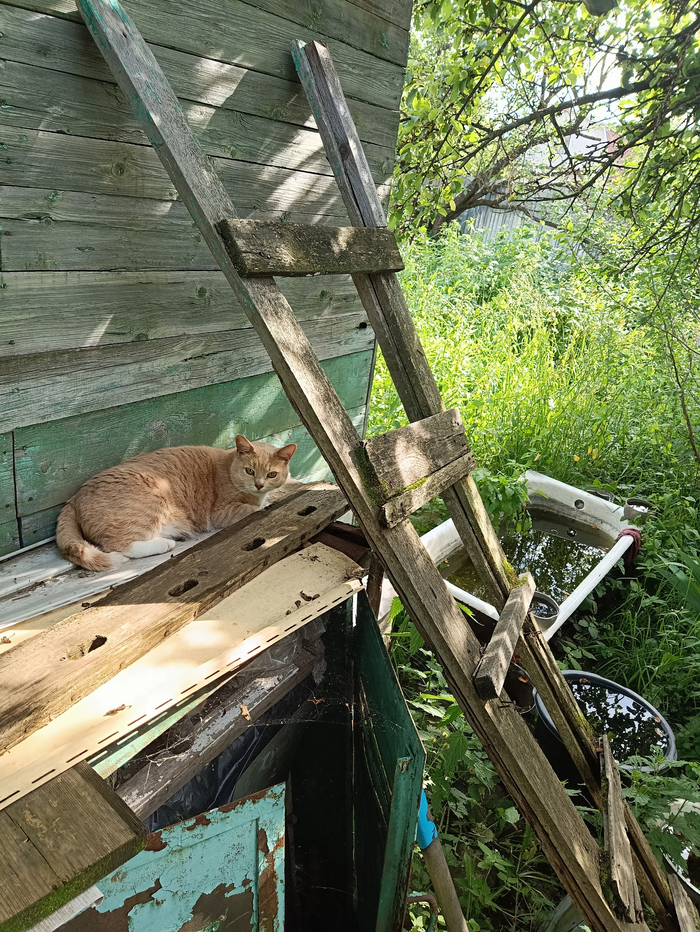     -,     ,  ,    )    , .