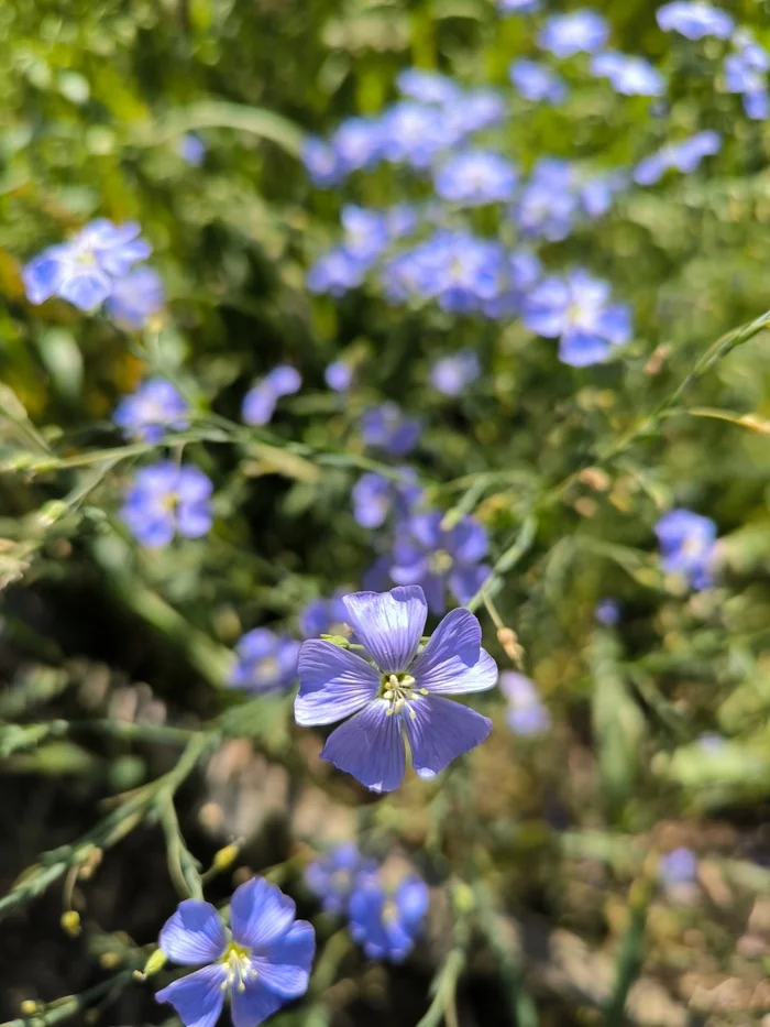 The simple beauty of wildflowers - My, Wildflowers, Flowers, Bloom, Aesthetics, Beautiful view, The photo